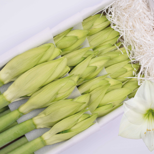 Casa Blanca - Amaranthos Flowers - Amaryllissen - Bleiswijk - 2025 - 02
