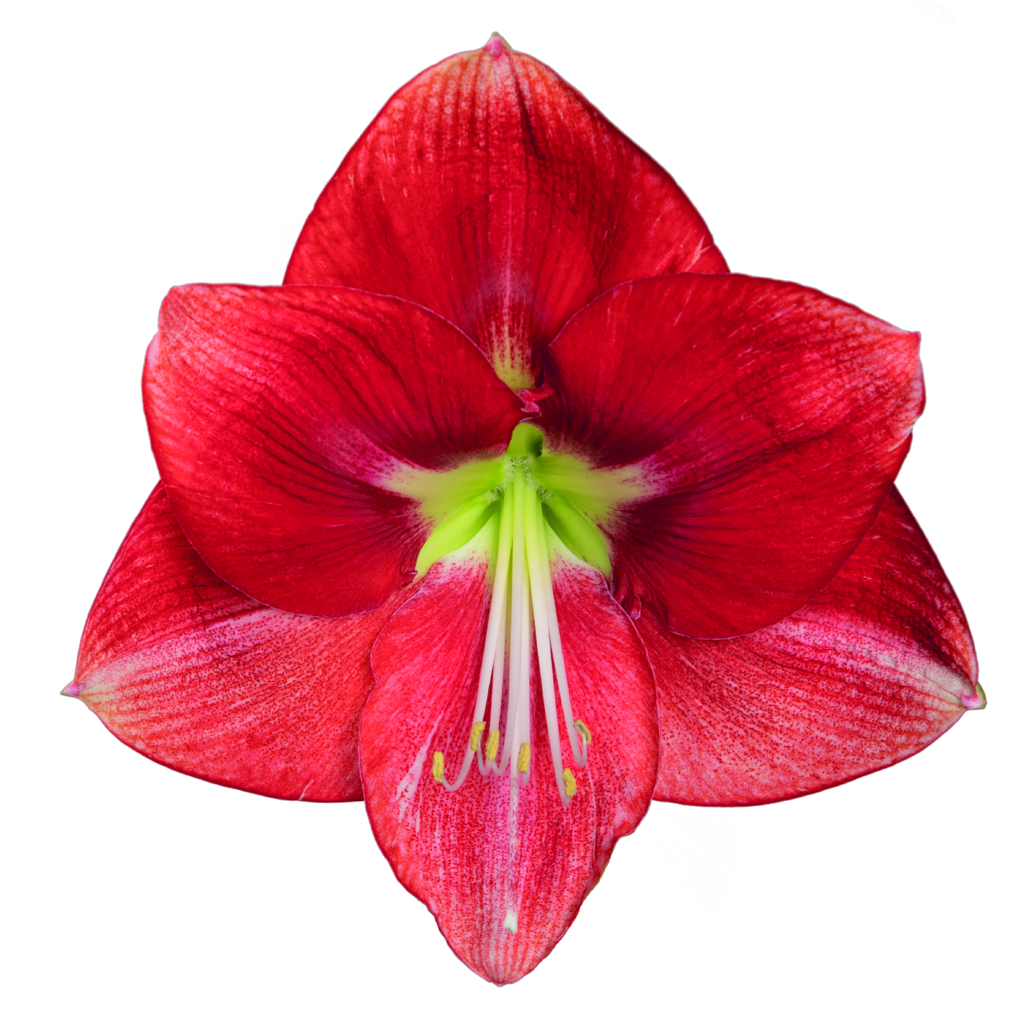 Soorten amaryllissen - Coral Flame Card Front