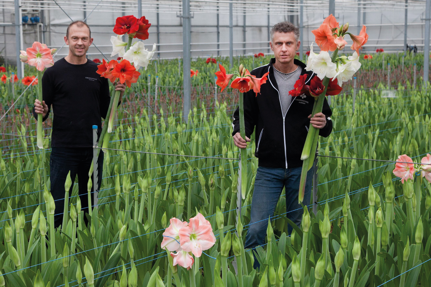 Over ons - Amaranthos Flowers - Amaryllis teler Nederland - Bleiswijk - 2025